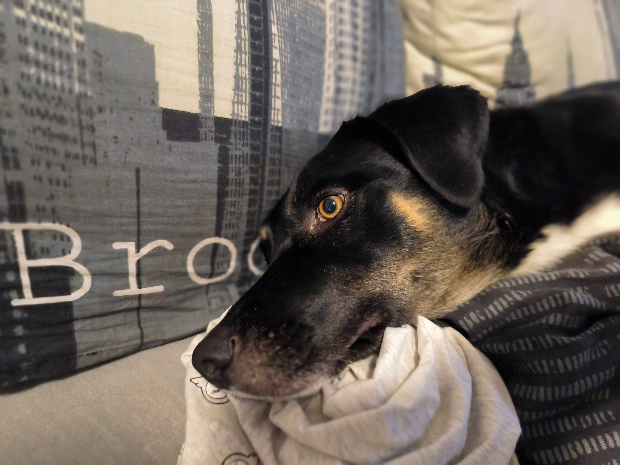 Simba a rejoint le concours — aidez-le/la à gagner de superbes lots ! building, canidae, carnivore, companion_dog, dog, dog_breed, dog_supply, fur, guard_dog, metal, monochrome_photography, snout, sporting_group, terrestrial_animal, whiskers, working_animal, working_dog