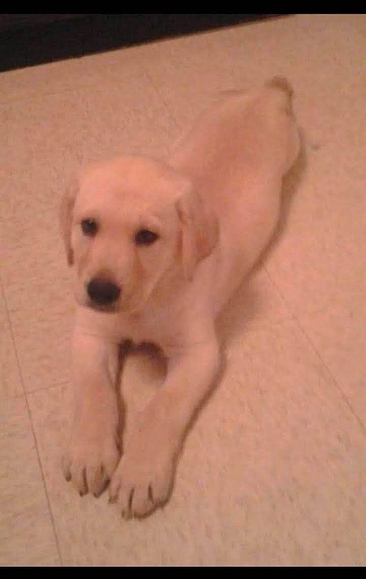 Gordo is registered to the contest to win money with this photo: canidae, carnivore, companion_dog, dog, dog_breed, fawn, flooring, non_sporting_group, paw, snout, sporting_group, tail, terrestrial_animal, wood, working_animal