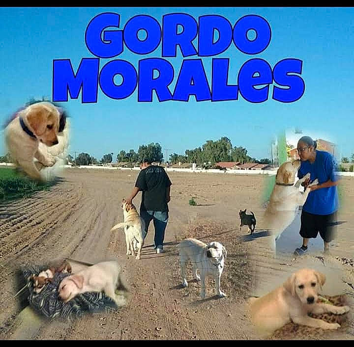 Gordo is registered to the contest to win money with this photo: canidae, carnivore, companion_dog, dog, dog_breed, fawn, happy, landscape, leisure, mammal, photo_caption, photography, sky, sporting_group, tourism, travel, vertebrate, walking, wildlife, working_animal