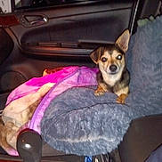 Paco joined the competition — help win amazing prizes! dog, car, blanket, cushion, interior, seat, pet, animal, small_dog, night, flash, comfort, cozy, window, door, gear_shift, leather, fur, cute, companion