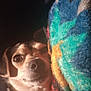 Paco is registered to the contest to win money with this photo: dog, close_up, blanket, colorful, fuzzy, pet, animal, cozy, indoor, curious, face, snout, fur, black, white, brown, soft_light, texture, portrait, relaxed