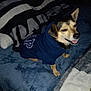 Paco joined the competition — help win amazing prizes! dog, pet, hoodie, clothing, bed, blanket, indoor, smiling, canine, fur, cute, animal, cozy, comfort, resting, small_dog, ears, face, tongue, blue