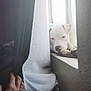 dog, white_dog, windowsill, curtain, hand, indoor, light, window, relaxed, pet, animal, cozy, resting, home, furniture, daylight, soft_light, domestic, peaceful, closeup