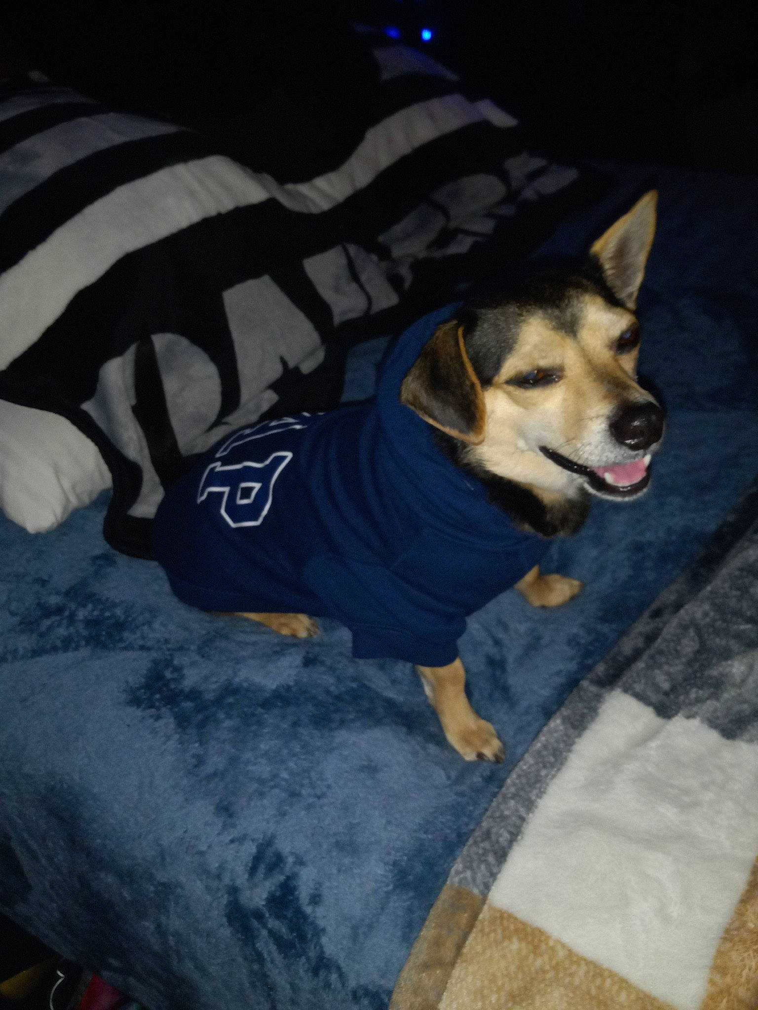 Paco joined the competition — help win amazing prizes! canidae, carnivore, collar, companion_dog, dog, dog_breed, dog_clothes, dog_supply, east_european_shepherd, electric_blue, fashion_accessory, fawn, flooring, fur, herding_dog, leash, pet_supply, snout, sporting_group, working_dog