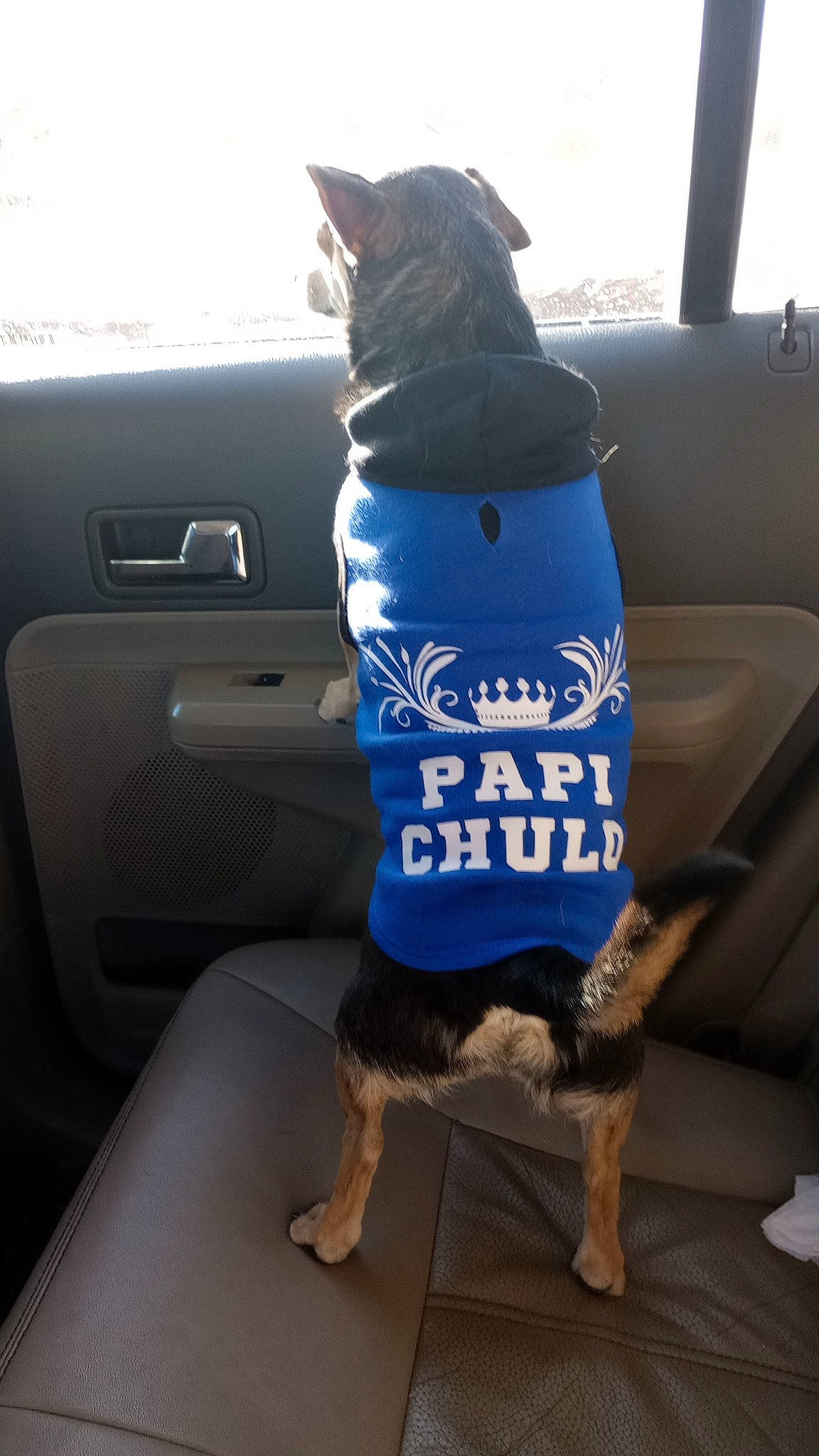 Paco is registered to the contest to win money with this photo: auto_part, automotive_exterior, car, car_seat, car_seat_cover, carnivore, companion_dog, dog, dog_breed, electric_blue, family_car, hood, mammal, motor_vehicle, snout, sporting_group, vehicle, vehicle_door, vertebrate, window