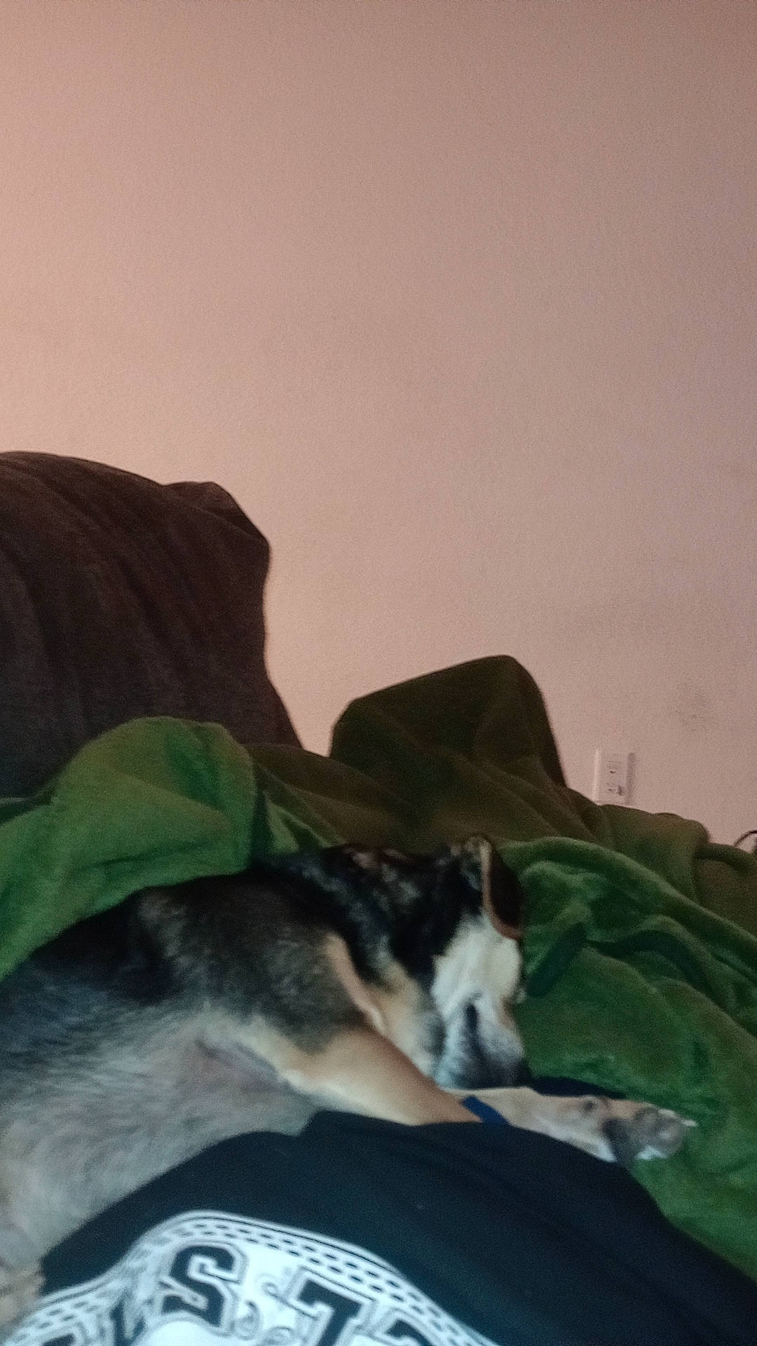 Paco joined the competition — help win amazing prizes! canidae, carnivore, comfort, companion_dog, couch, dog, dog_breed, domestic_short_haired_cat, felidae, fur, grass, linens, nap, non_sporting_group, paw, room, small_to_medium_sized_cats, sporting_group, tail, whiskers