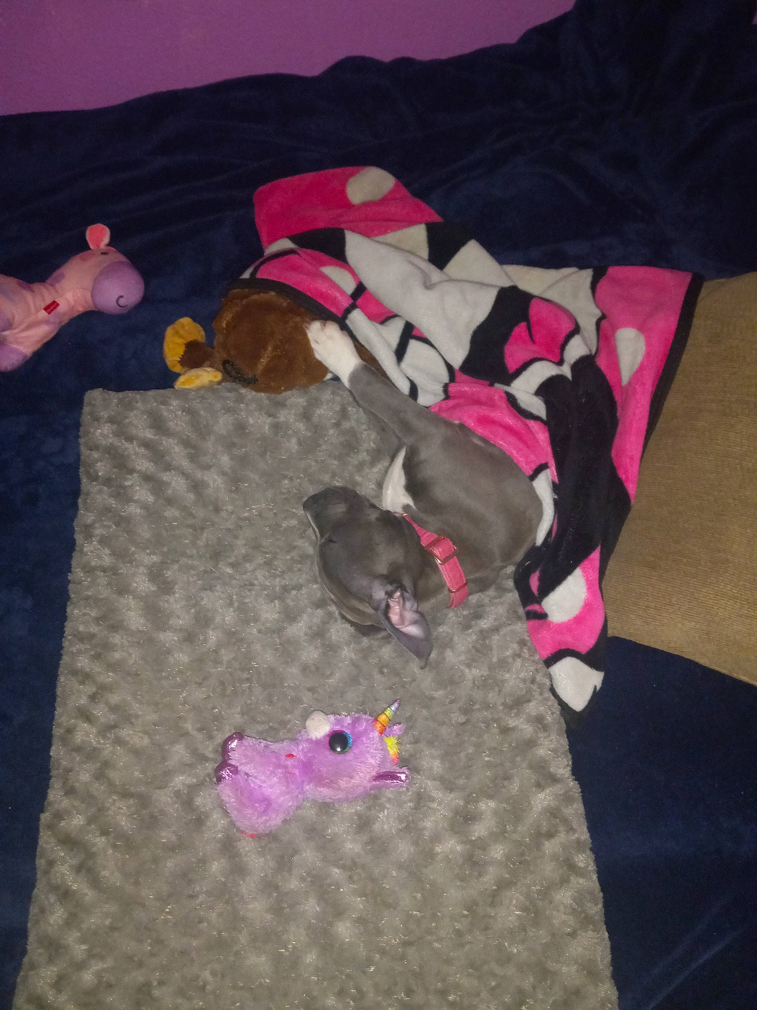 Kilana is registered to the contest to win money with this photo: baby_toddler_clothing, bed_sheet, carmine, comfort, dog_supply, flooring, fur, grey, linens, magenta, pattern, pink, room, sleeve, t_shirt, tail, textile, toy