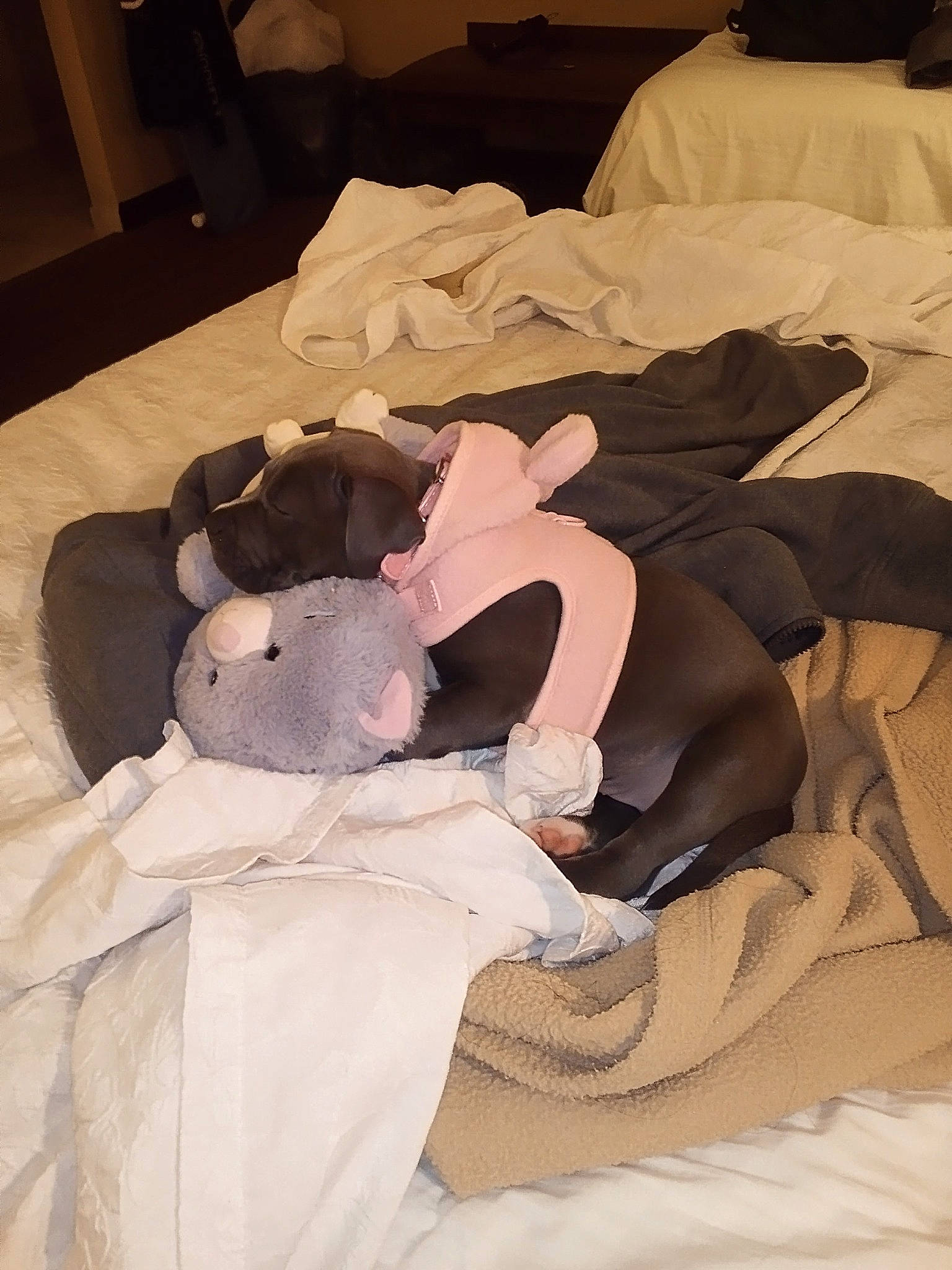 Kilana is registered to the contest to win money with this photo: baby_products, bed, bed_sheet, bedding, bedroom, blanket, brown, comfort, duvet, fur, linens, pattern, peach, product, room, sleeve, stuffed_toy, wood