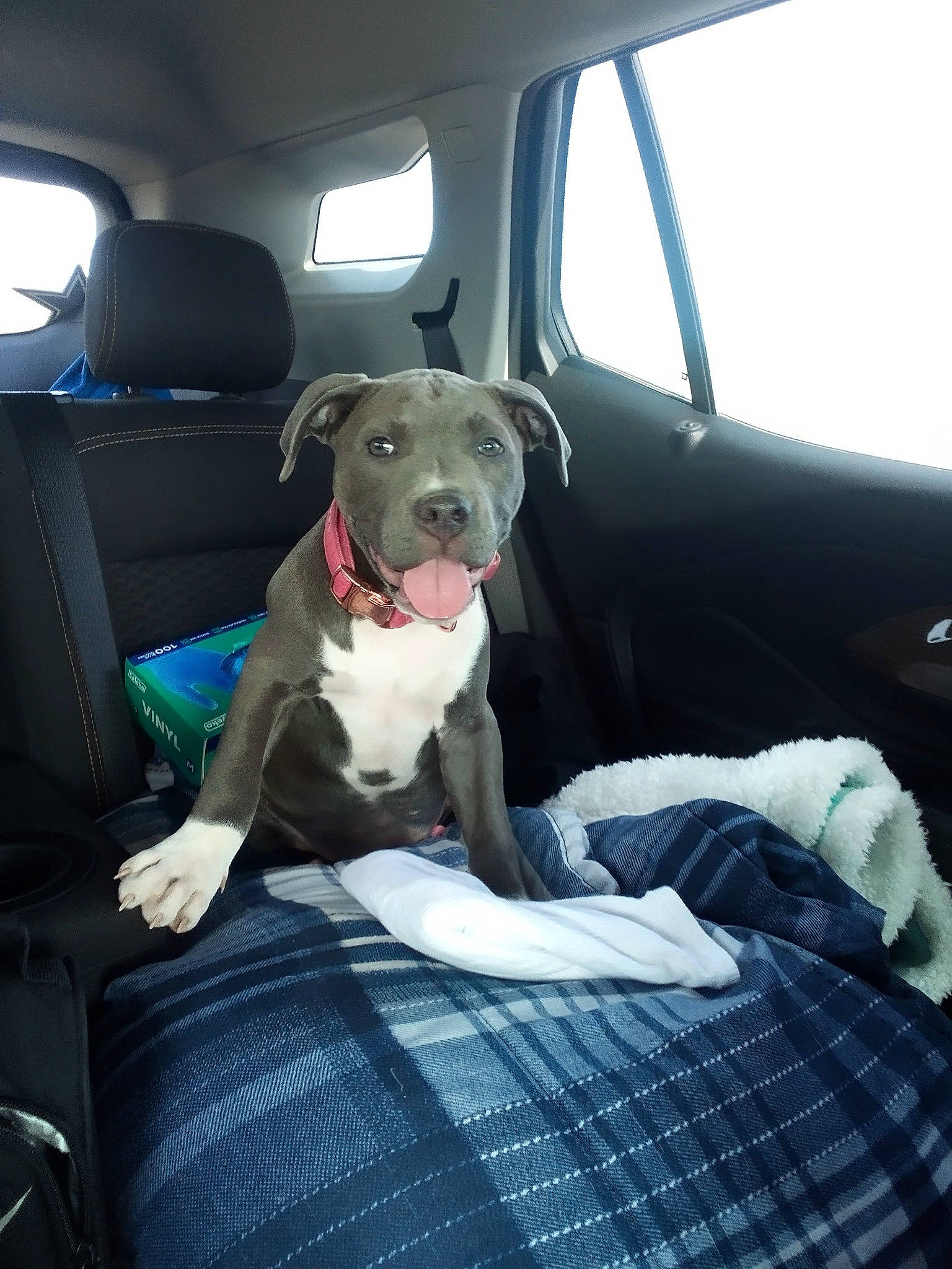 Kilana joined the competition — help win amazing prizes! auto_part, car, car_seat, car_seat_cover, carnivore, collar, comfort, companion_dog, dog, dog_breed, dog_collar, fawn, head_restraint, mammal, motor_vehicle, sky, snout, vehicle, vehicle_door, window