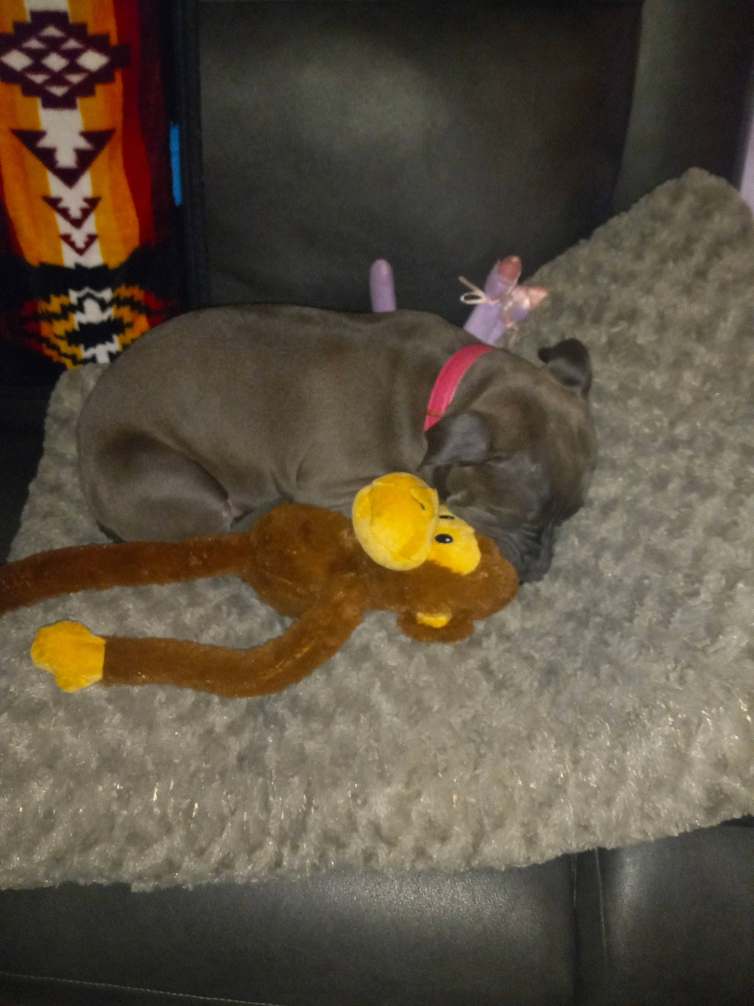 Kilana joined the competition — help win amazing prizes! aluminum_can, beverage_can, canidae, carnivore, comfort, companion_dog, dog, dog_breed, dog_supply, dog_toy, fashion_accessory, fawn, liver, pet_supply, plush, sporting_group, stuffed_toy, tail, toy, working_animal