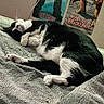 Itachi is registered to the contest to win money with this photo: cat, black_and_white, sleeping, bed, blanket, indoor, poster, wall, fur, paw, relaxing, animal, pet, cozy, soft, resting, cute, feline, home, comfort