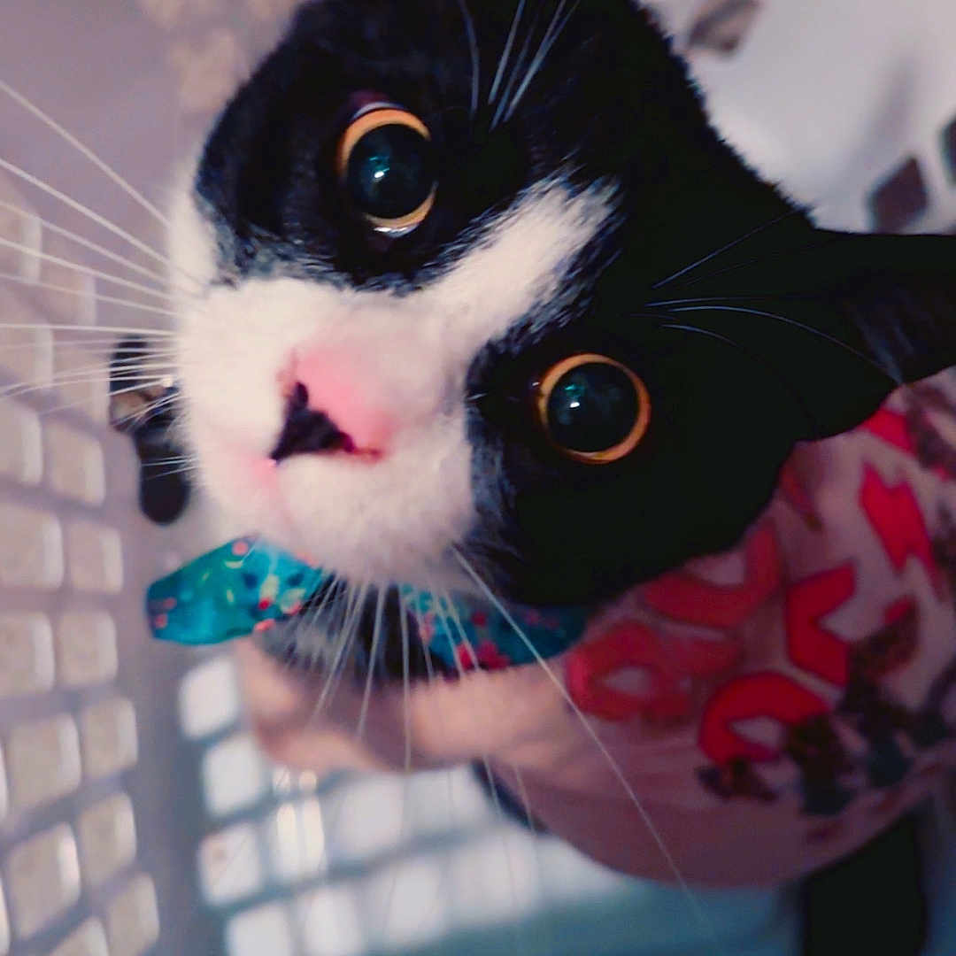 Itachi is registered to the contest to win money with this photo: cat, black_and_white, laundry_basket, collar, pink_shirt, curious, pet, indoor, close_up, whiskers, wide_eyes, feline, cute, domestic_animal, animal, looking_up, patterned_clothing, tail, soft_light, confined_space