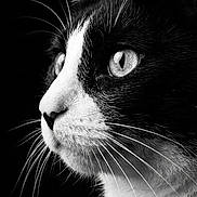 Itachi is registered to the contest to win money with this photo: cat, tuxedo_cat, black_and_white, portrait, close_up, whiskers, animal, feline, side_view, eyes, fur, pet, domestic_animal, face, looking, profile, black_background, sharp_focus, muzzle, no_humans