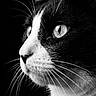 cat, tuxedo_cat, black_and_white, portrait, close_up, whiskers, animal, feline, side_view, eyes, fur, pet, domestic_animal, face, looking, profile, black_background, sharp_focus, muzzle, no_humans