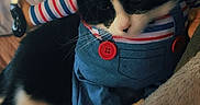 Itachi joined the competition — help win amazing prizes! cat, black_and_white_cat, costume, striped_sleeves, toy_knife, pet, indoor, blanket, pillow, fur, cute, animal, domestic_animal, playful, resting, cozy, bedroom, feline, funny_costume, soft_texture
