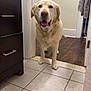 Roo joined the competition — help win amazing prizes! animal, cabinet, canine, dog, domestic, doorway, floor, friendly, fur, golden_retriever, happy, home, indoor, looking_at_camera, mouth_open, pet, standing, tile_floor, towel, wood_floor