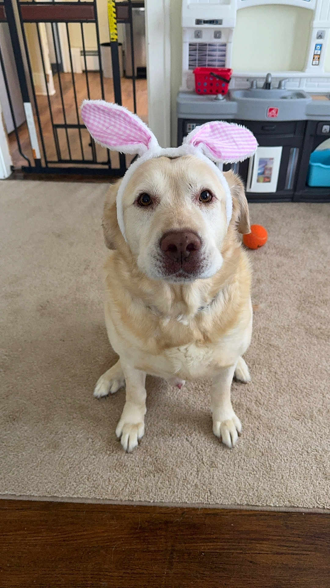 Roo