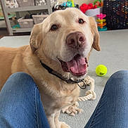 Roo joined the competition — help win amazing prizes! background, carpet, collar, colorful, dog, furniture, golden_retriever, happy, home, indoor, jeans, legs, person, pet, rope_toy, smiling_dog, storage_basket, tennis_ball, toy, window