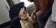 Roo joined the competition — help win amazing prizes! blinds, carpet, casual_clothing, chair, dog, door, glasses, home, indoor, interaction, labrador, light, man, pet, relaxation, sofa, tattoo, toy, watch, window
