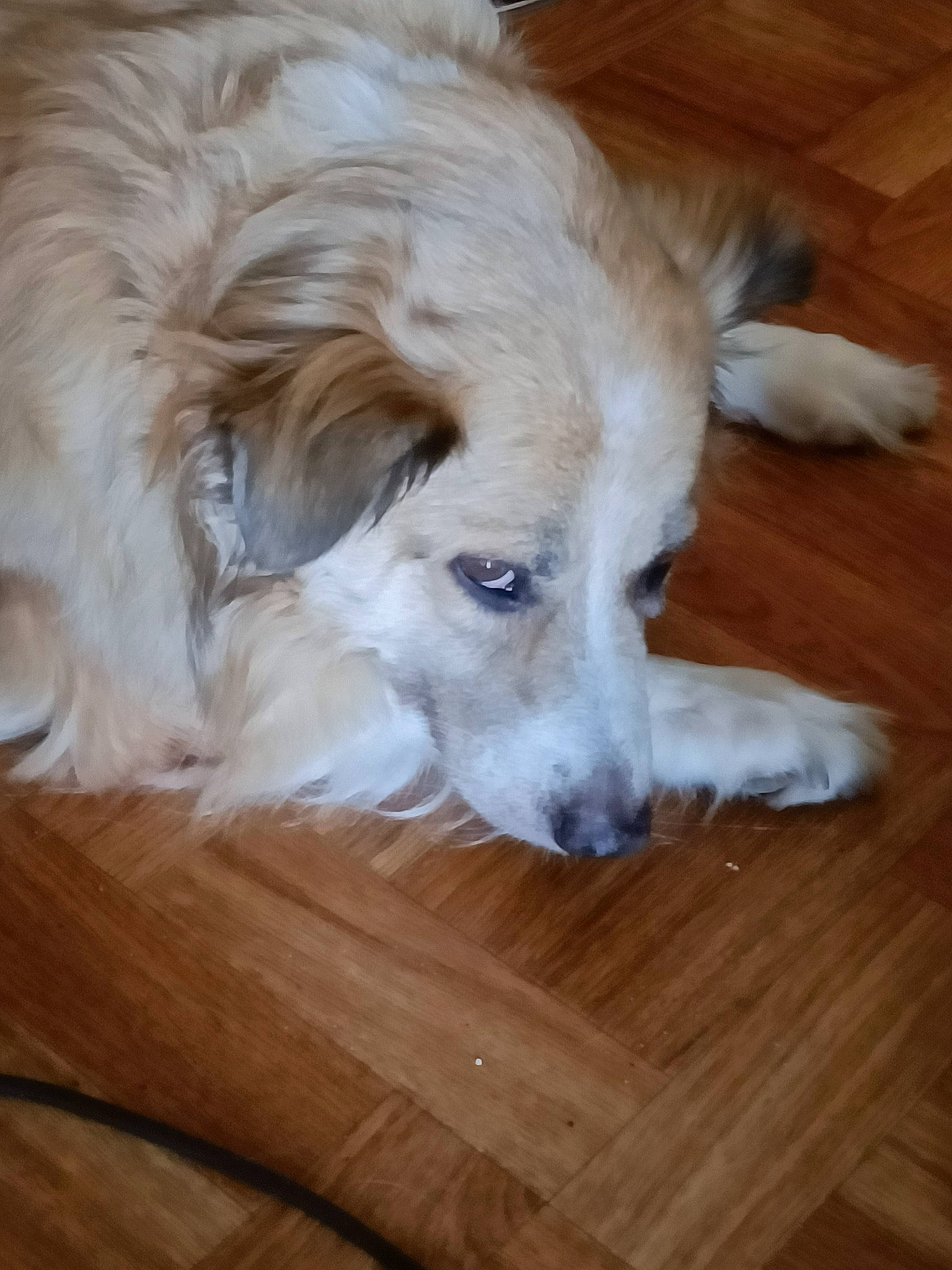 Melody participe au concours pour gagner de l'argent avec cette photo : canidae, carnivore, companion_dog, dog, dog_breed, fawn, flooring, fur, hardwood, laminate_flooring, plank, snout, sporting_group, varnish, whiskers, wood, wood_flooring, wood_stain, working_dog