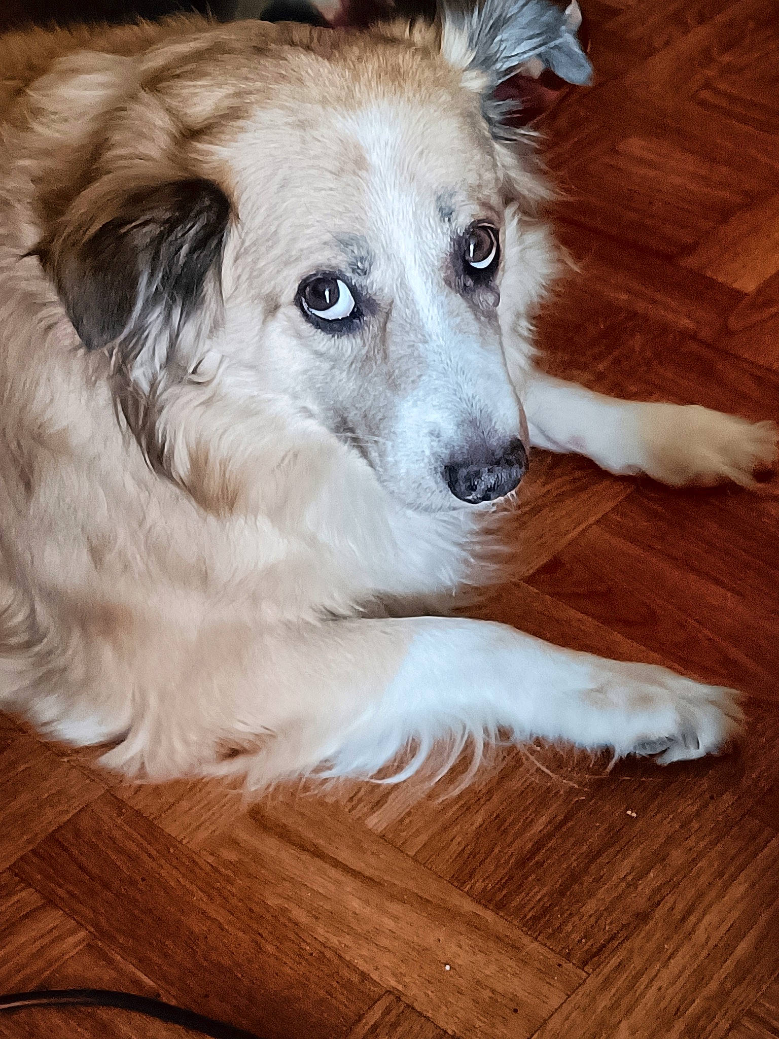 Melody a rejoint le concours — aidez-le/la à gagner de superbes lots ! ancient_dog_breeds, canidae, carnivore, companion_dog, dog, dog_breed, flooring, fur, hardwood, plank, puppy, snout, sporting_group, terrestrial_animal, varnish, whiskers, wood, wood_flooring, wood_stain, working_dog