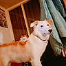 Roxy participe au concours pour gagner de l'argent avec cette photo : animal, canine, clothing, coat, collar, curtain, dog, domestic, fur, furniture, home, household, indoor, looking, pet, portrait, soft_texture, standing, warm_lighting, window