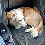 Roxy participe au concours pour gagner de l'argent avec cette photo : dog, car_interior, floor_mat, leash, curled_up, light_brown_fur, cream_fur, pet, resting, canine, vehicle, seat_controls, black_plastic, cozy, indoor, small_dog, fur, ear, tail, carpet