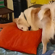 Roxy participe au concours pour gagner de l'argent avec cette photo : animal, bed, blanket, brown_and_white_fur, canine, cozy, cushion, dog, domestic, furniture, home, indoor, orange_pillow, pet, plush_toy, relaxed, sleeping_area, sniffing, soft_texture, stuffed_animal