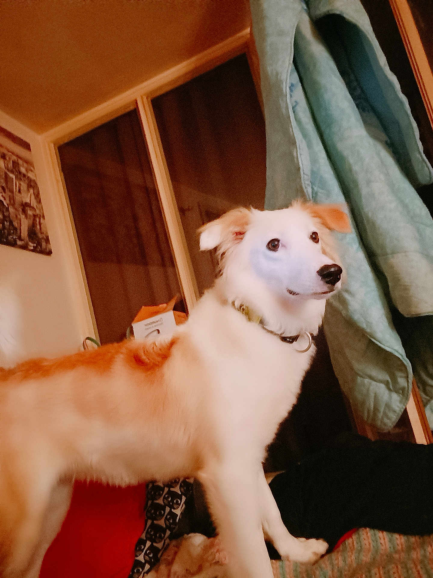 Roxy a rejoint le concours — aidez-le/la à gagner de superbes lots ! dog, indoor, blanket, window, furniture, pet, animal, collar, curious, fur, cozy, home, standing, alert, domestic, canine, light, reflection, fabric, soft