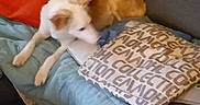 Roxy participe au concours pour gagner de l'argent avec cette photo : animal, blanket, comfort, couch, cozy, cup, dog, domestic, fur, furniture, home, indoor, looking, mouse_computer, orange_cushion, pet, pillow, relaxed, table, tail