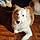 Roxy