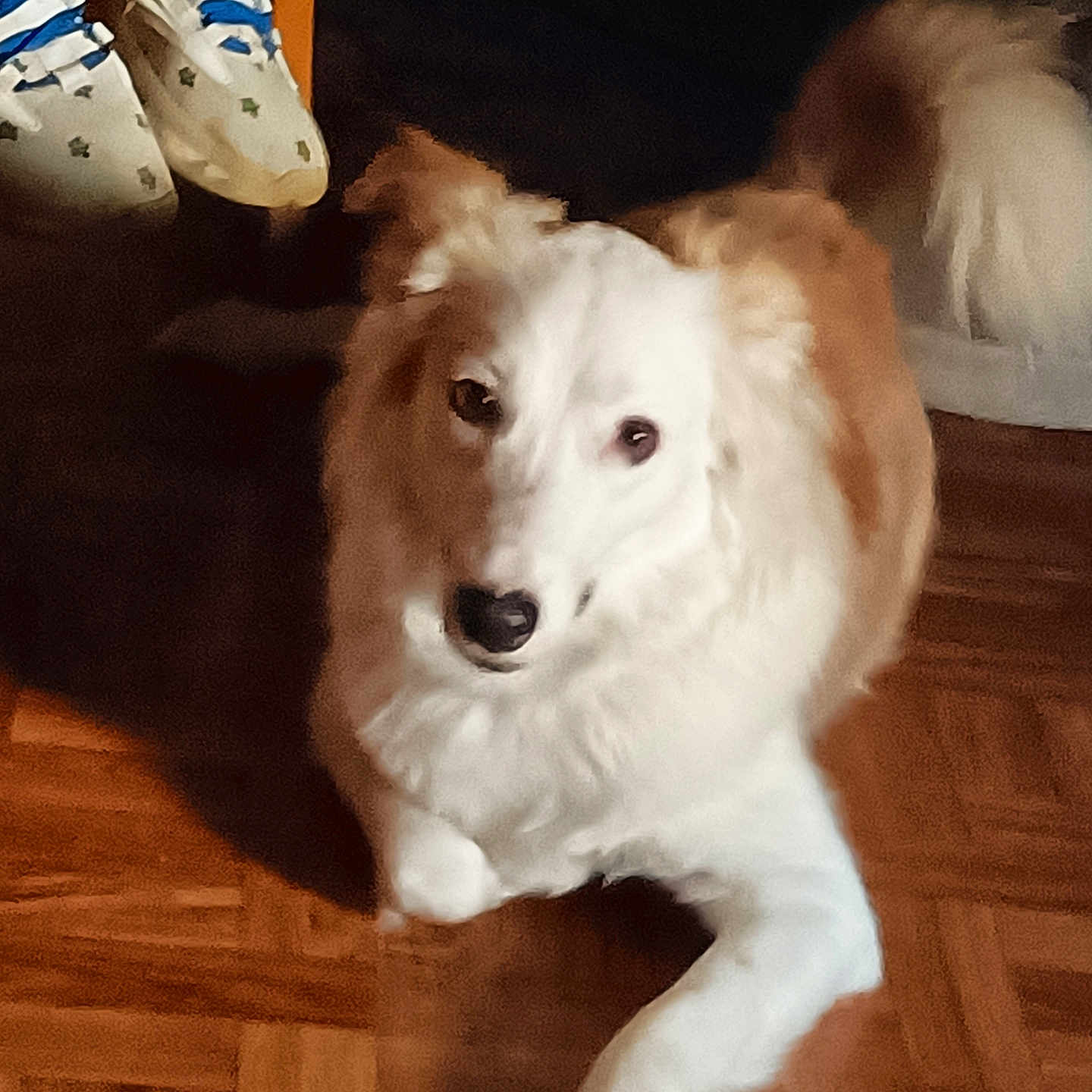 Roxy
