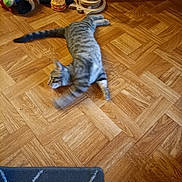 Bella a rejoint le concours — aidez-le/la à gagner de superbes lots ! cat, tabby, wooden_floor, toy, plush_toy, hamburger_toy, parquet, indoor, pet, animal, playful, feline, motion_blur, flooring, domestic, striped, young_cat, home, pet_toys, cute
