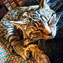 animal, blanket, cat, closeup, cozy, cute, domestic, feline, fur, indoor, knitted, paws, pet, relaxed, resting, sleeping, soft, tabby, tabby_cat, whiskers
