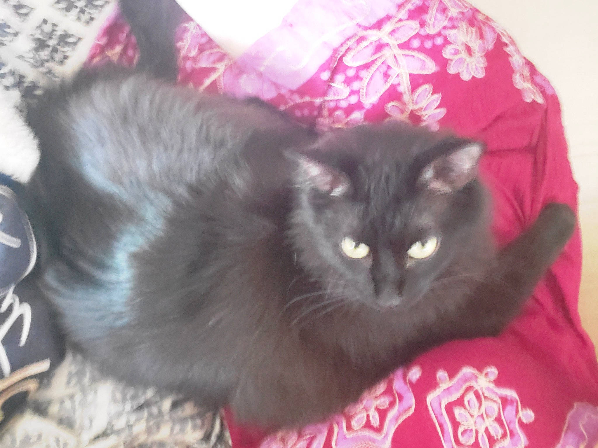 Blazer joined the competition — help win amazing prizes! asian, black_cat, british_shorthair, carnivore, cat, chartreux, domestic_long_haired_cat, domestic_short_haired_cat, felidae, kitten, korat, mammal, nebelung, small_to_medium_sized_cats, tail, whiskers