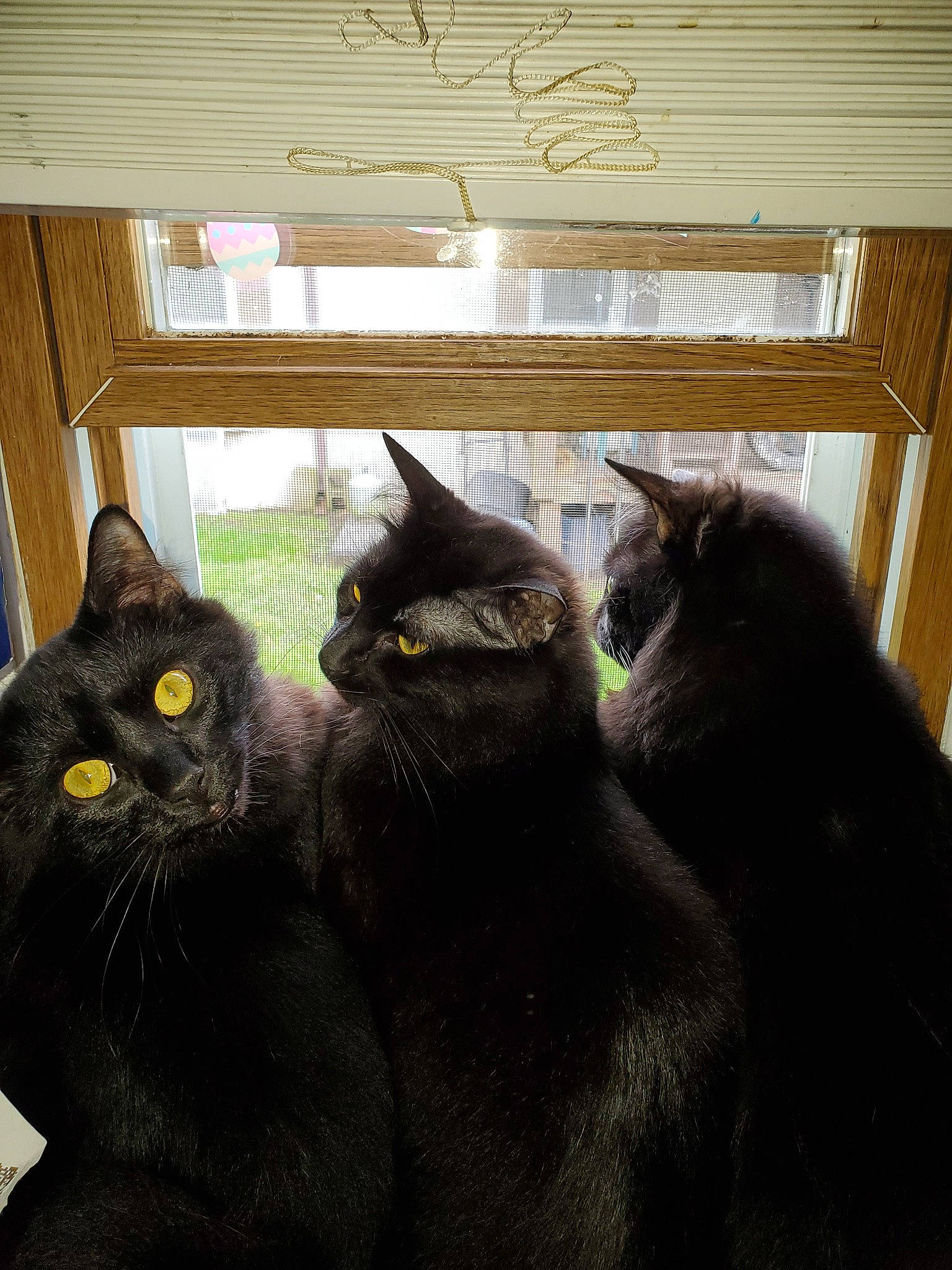 Blazer joined the competition — help win amazing prizes! asian, black, black_cat, bombay, carnivore, cat, domestic_short_haired_cat, eye, felidae, korat, mammal, small_to_medium_sized_cats, whiskers, window