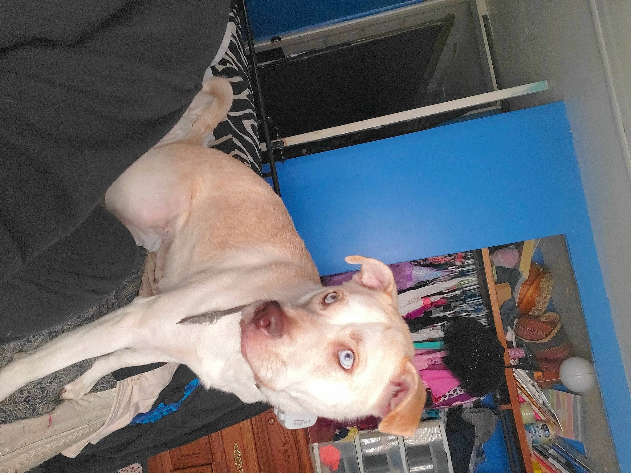 Mmm J joined the competition — help win amazing prizes! canidae, carnivore, collar, companion_dog, dog, dog_breed, dogo_guatemalteco, fawn, jaw, liver, non_sporting_group, pet_supply, pit_bull, snout, sporting_group, working_animal, working_dog