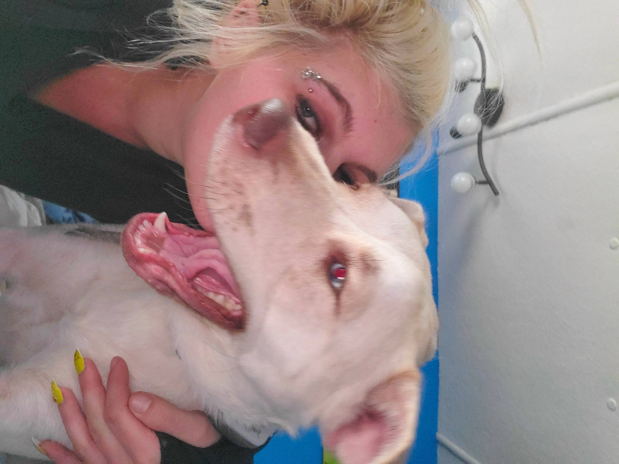 Mmm J is registered to the contest to win money with this photo: blond, canidae, carnivore, companion_dog, dog, dog_breed, flesh, hunting_dog, jaw, nail, non_sporting_group, organ, paw, skin, snout, sporting_group, tongue, tooth