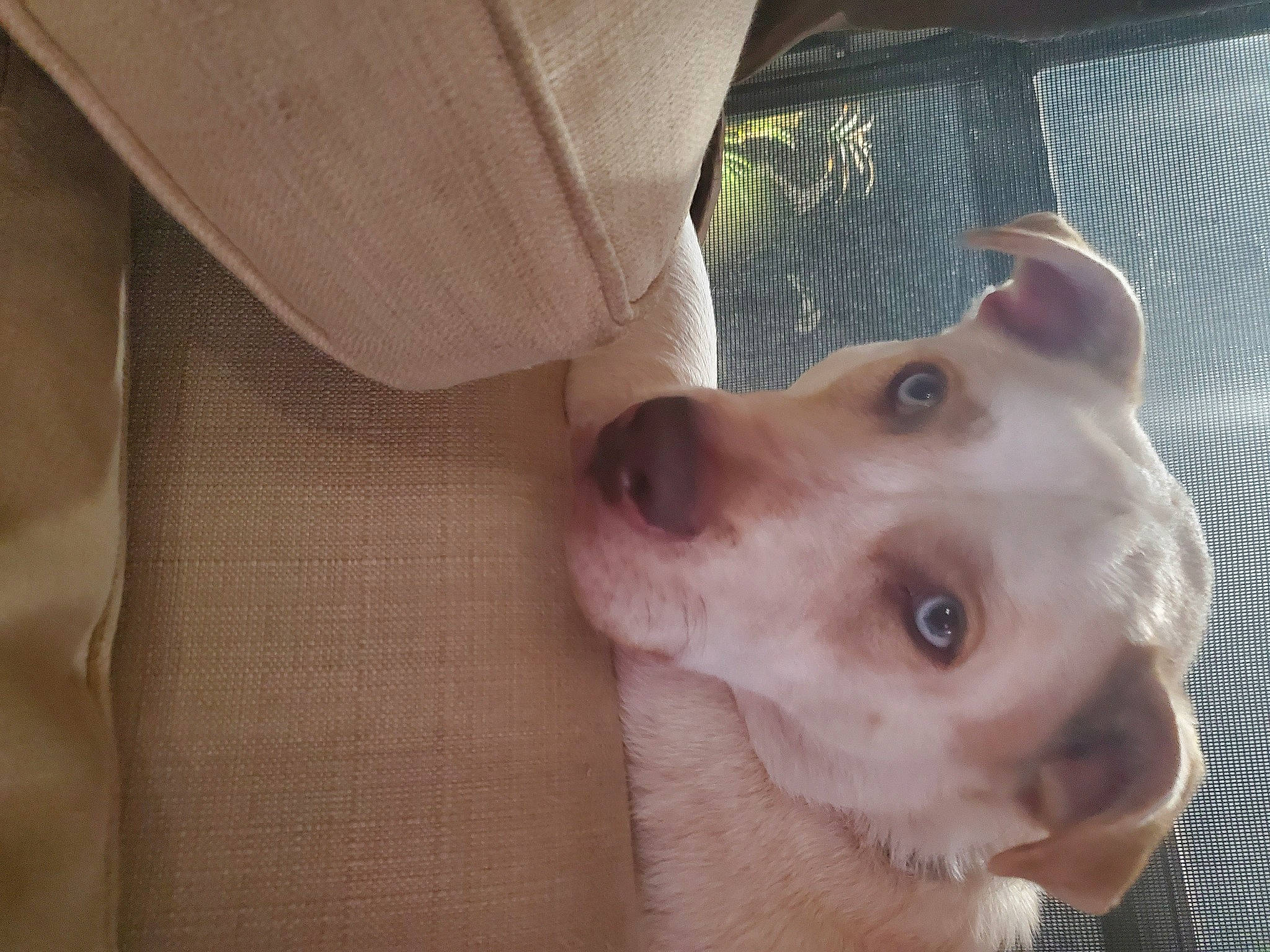 Mmm J is registered to the contest to win money with this photo: beige, canidae, carnivore, collar, companion_dog, dog, dog_breed, fawn, hunting_dog, jaw, khaki, mammal, organ, skin, snout, sporting_group, sun_hat, vertebrate, whiskers, working_animal