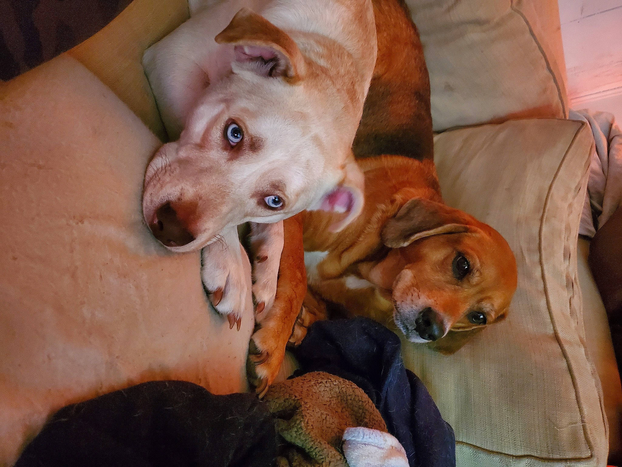 Mmm J joined the competition — help win amazing prizes! canidae, carnivore, comfort, companion_dog, couch, dog, dog_breed, dog_supply, fawn, liver, pet_supply, snout, sporting_group, tan, vertebrate, whiskers, working_animal, working_dog