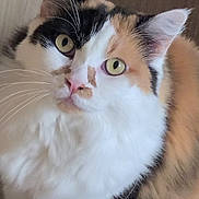 Léonie a rejoint le concours — aidez-le/la à gagner de superbes lots ! cat, calico, feline, pet, indoor, fur, whiskers, ears, eyes, curious, closeup, animal, mammal, domestic, cute, soft, face, portrait, tabby, relaxed