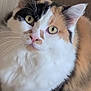 cat, calico, feline, pet, indoor, fur, whiskers, ears, eyes, curious, closeup, animal, mammal, domestic, cute, soft, face, portrait, tabby, relaxed