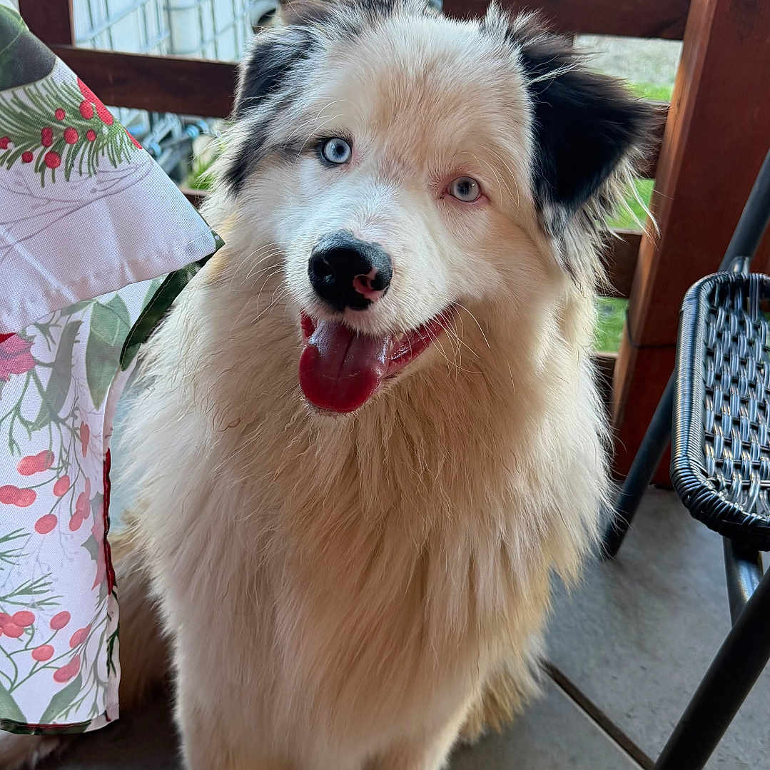 Pongo joined the competition — help win amazing prizes! dog, fluffy, heterochromia, blue_eye, brown_eye, sitting, indoor, tablecloth, floral_pattern, chair, wicker_chair, wooden_fence, outdoor, pet, animal, happy, tongue_out, fur, canine, tile_floor