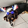 Taïga participe au concours pour gagner de l'argent avec cette photo : accessory, animal, black_fur, brown_fur, canine, closeup, cute, decorative, dog, fur, headband, indoor, laying_down, paw, pet, relaxed, resting, sleeping, tile_floor, white_fur