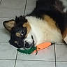 Taïga participe au concours pour gagner de l'argent avec cette photo : animal, black, brown, carrot, closeup, cute, dog, ears, floor, fur, indoors, lying_down, nose, paw, pet, playful, resting, tile, toy, white