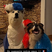 Taïga participe au concours pour gagner de l'argent avec cette photo : blue, canine, celebration, costume, dog, floor, funny, fur, happy, indoor, patriotism, pet, red, smiling, sports, stone_wall, support, television, tricolor_wig, white