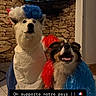 blue, canine, celebration, costume, dog, floor, funny, fur, happy, indoor, patriotism, pet, red, smiling, sports, stone_wall, support, television, tricolor_wig, white