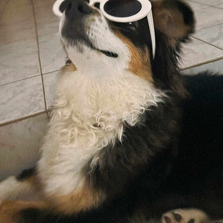 Taïga