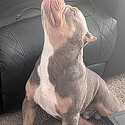 Dutch is registered to the contest to win money with this photo: dog, pet, sitting, indoor, living_room, leather_couch, carpet, laptop, computer_mouse, remote_control, coffee_table, cables, portrait, short_hair, muscular, brown_and_white, gray_coat, looking_up, home, furniture