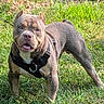 Dutch is registered to the contest to win money with this photo: dog, bully_breed, american_bully, pet, animal, grass, outdoor, standing, harness, collar, muscular, short_hair, gray_coat, white_chest, open_mouth, happy, portrait, park, daylight, canine